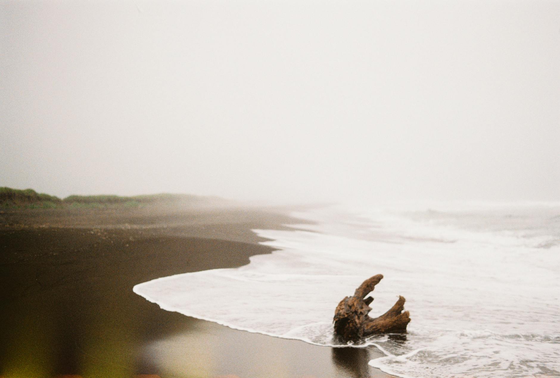 driftwood on a beach