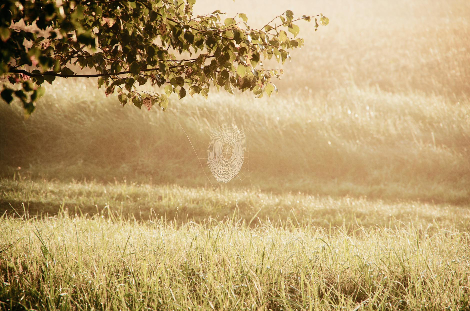 cobweb on tree branch against grassland background in autumn sunrise